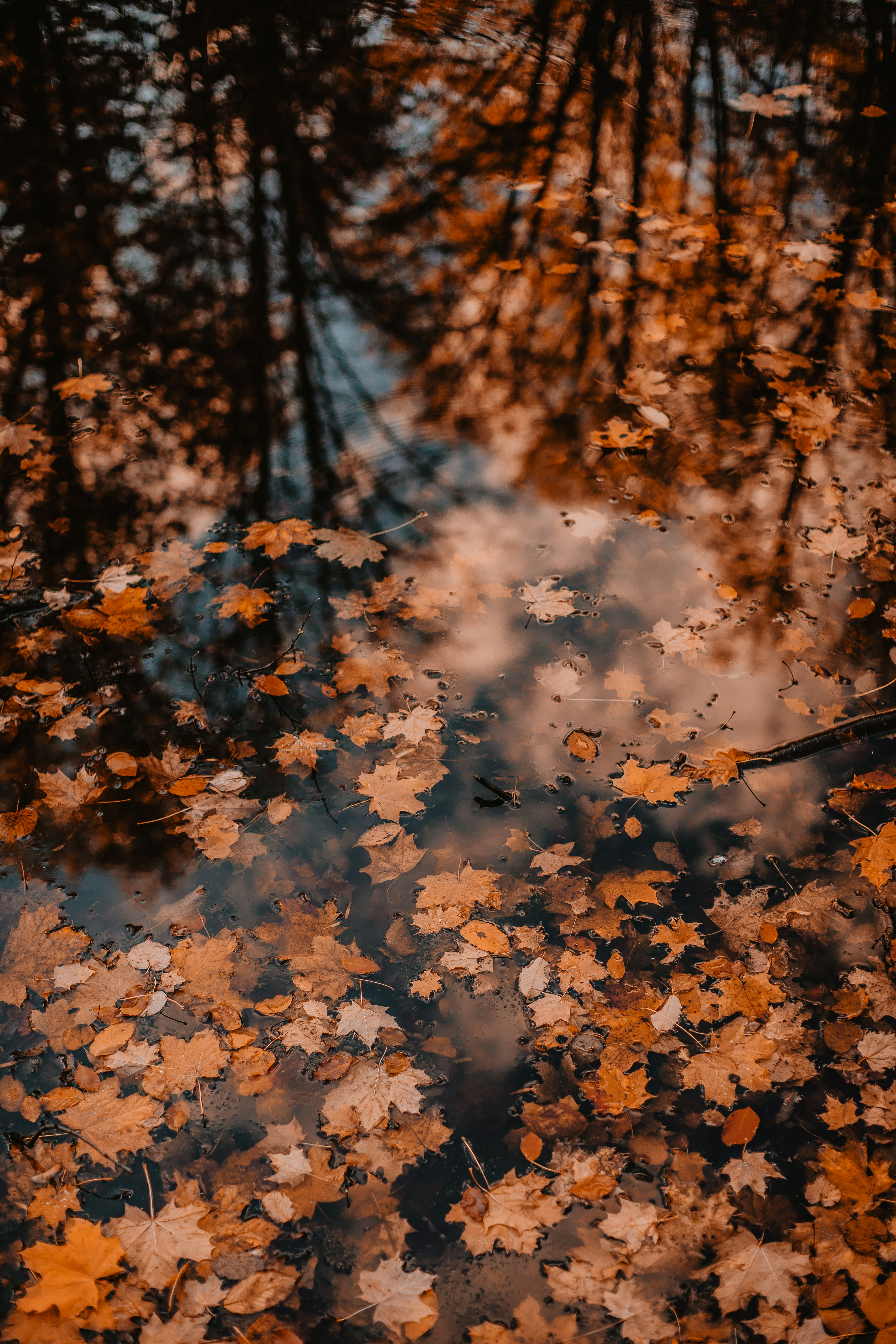 Photo by liliana_legzdina