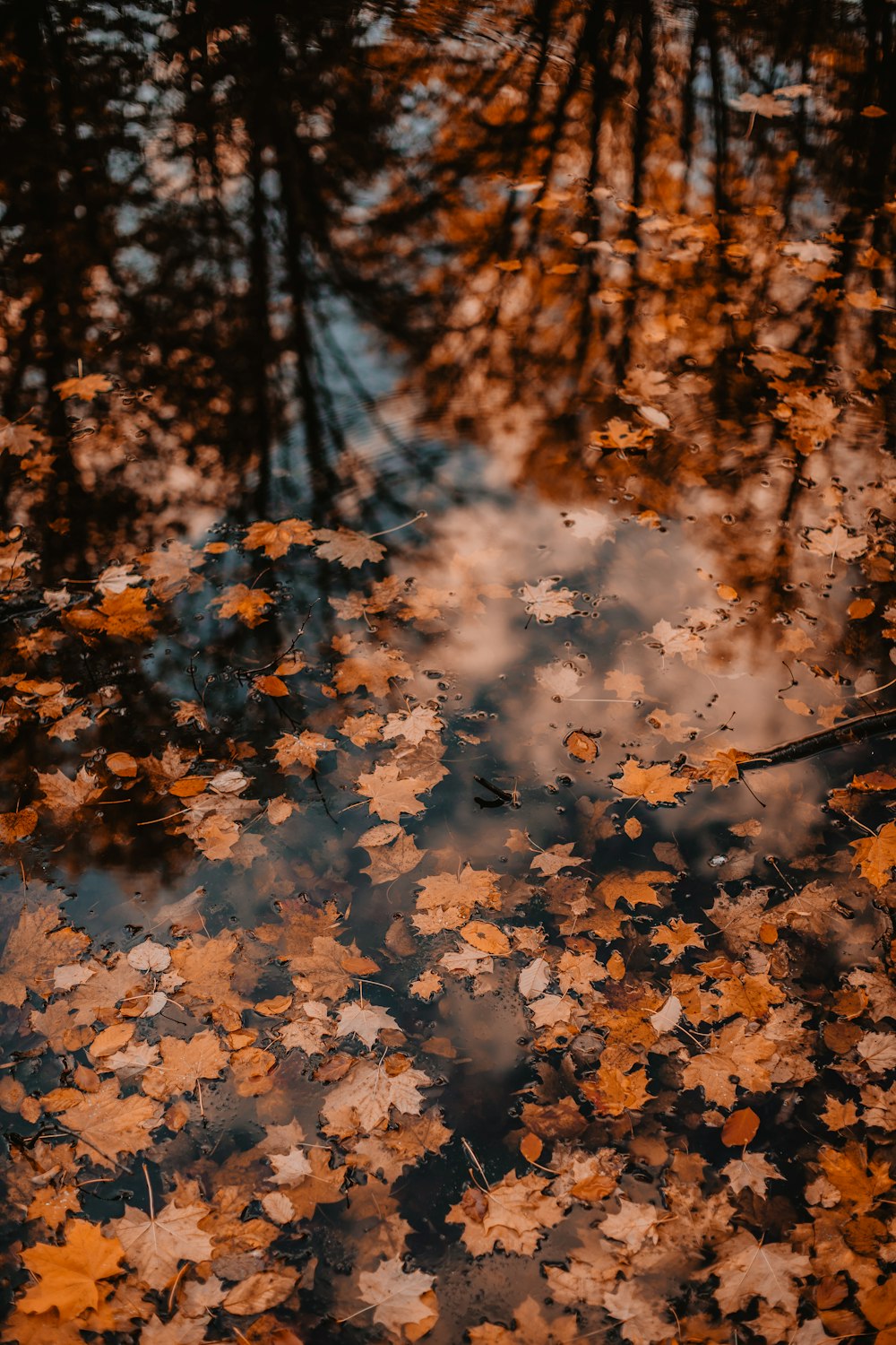 a reflection of leaves in the water of a pond