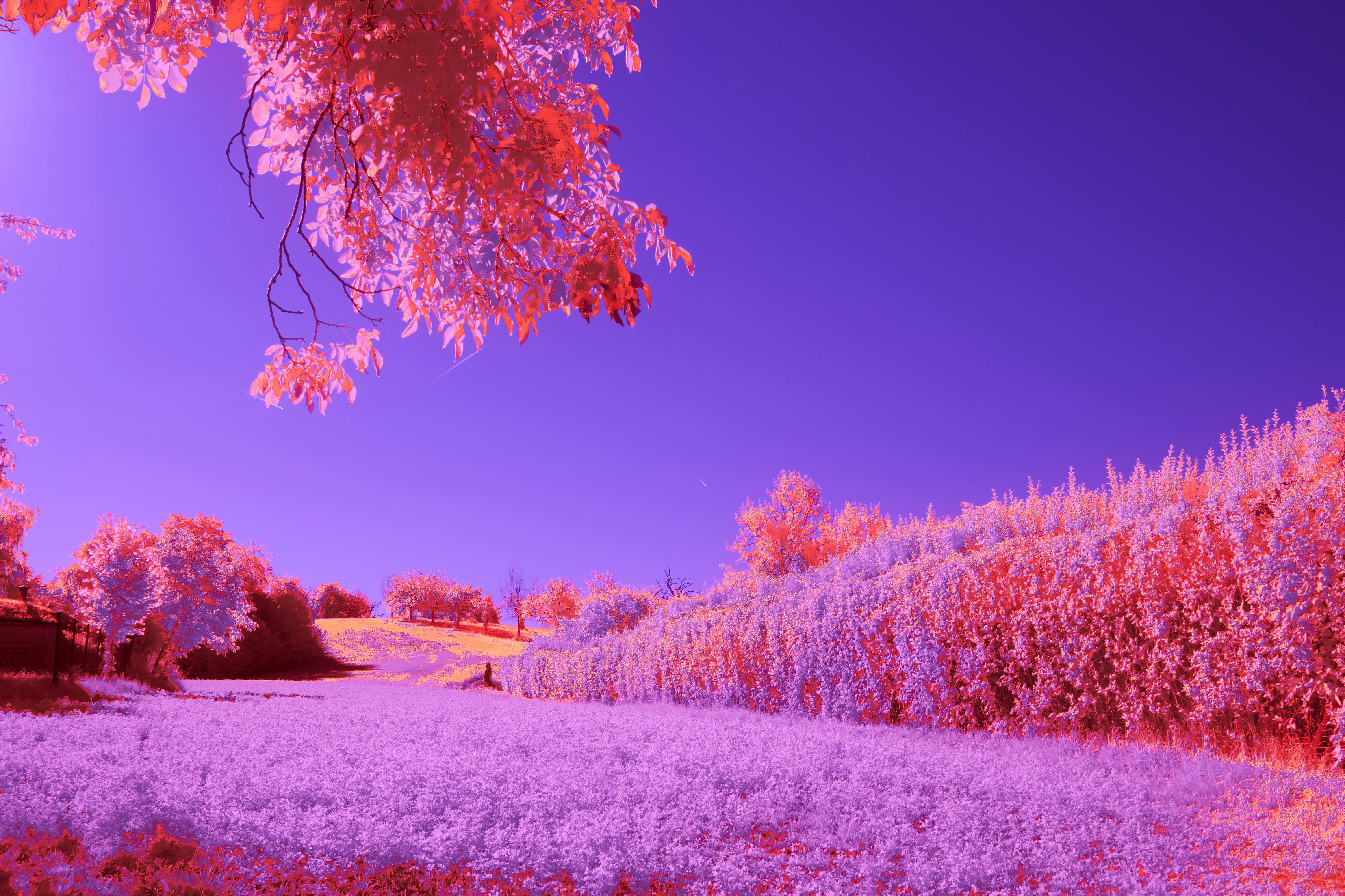 Photo by wolfgang_hasselmann