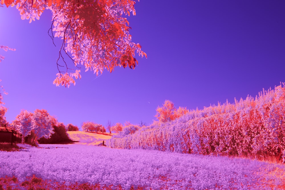 a field full of purple flowers under a blue sky