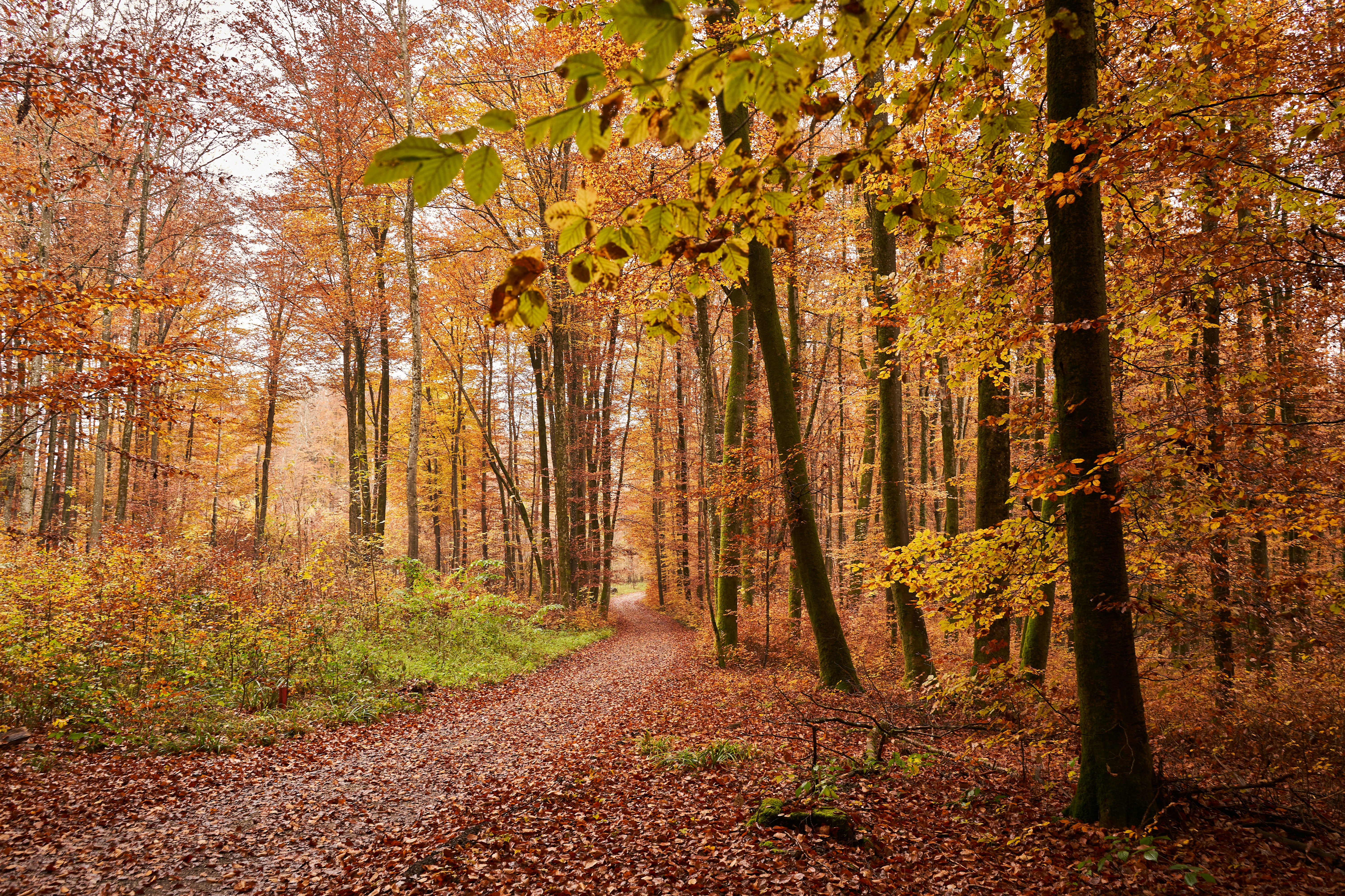 Photo by wolfgang_hasselmann