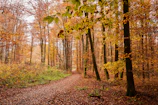 A winding path through autumn woods, inviting exploration and mindful walking.