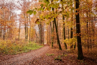 A winding forest trail carpeted with autumn leaves, inviting a peaceful afternoon hike.