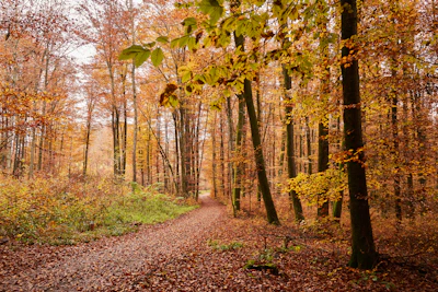 A winding path through a forest in autumn, inviting thoughts on new experiences and transitions.