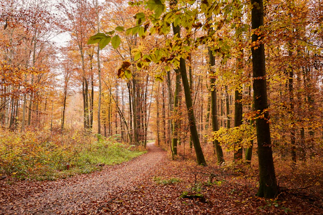 A winding path through autumn woods, inviting exploration and mindful walking.
