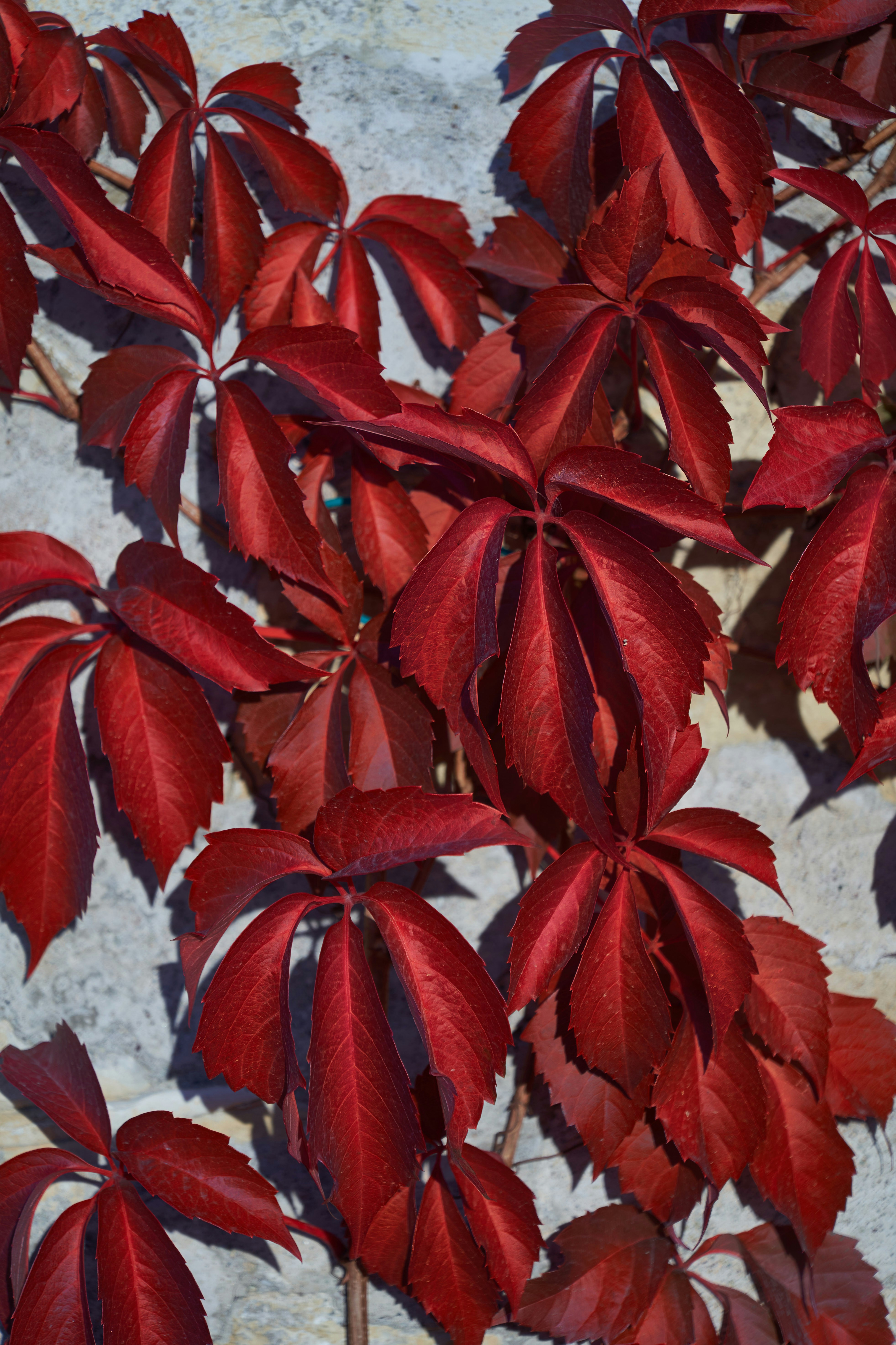 Photo by wolfgang_hasselmann