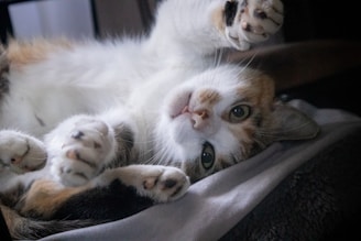 A playful cat lies on its back with paws up, displaying a relaxed and curious demeanor. Its fur is a mix of white, orange, and black, and it rests on a soft blanket in a dimly lit room.