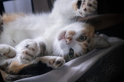 A playful cat ready to race.