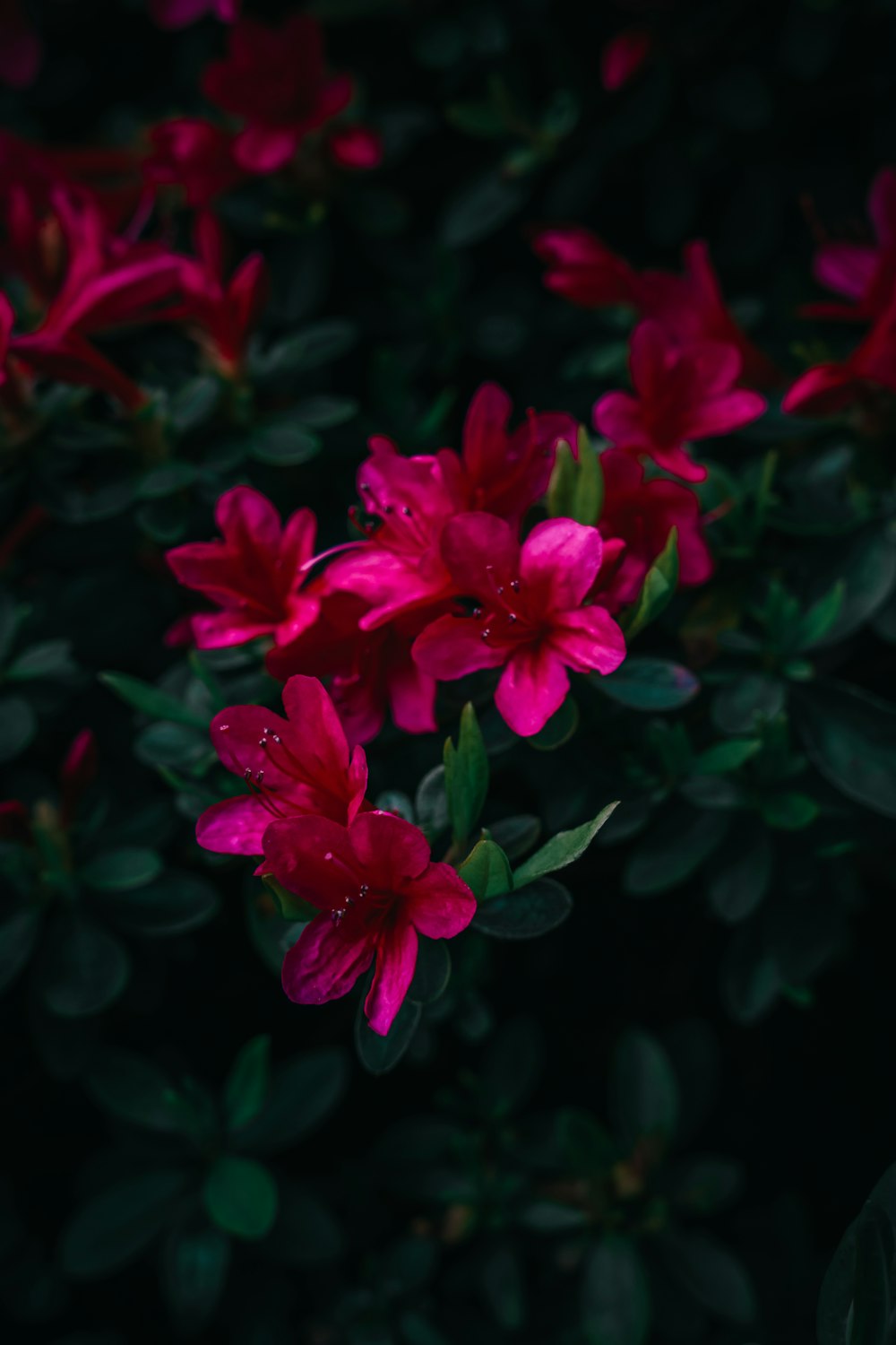 a bunch of flowers that are on a bush