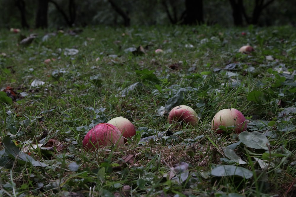 three apples that are sitting in the grass