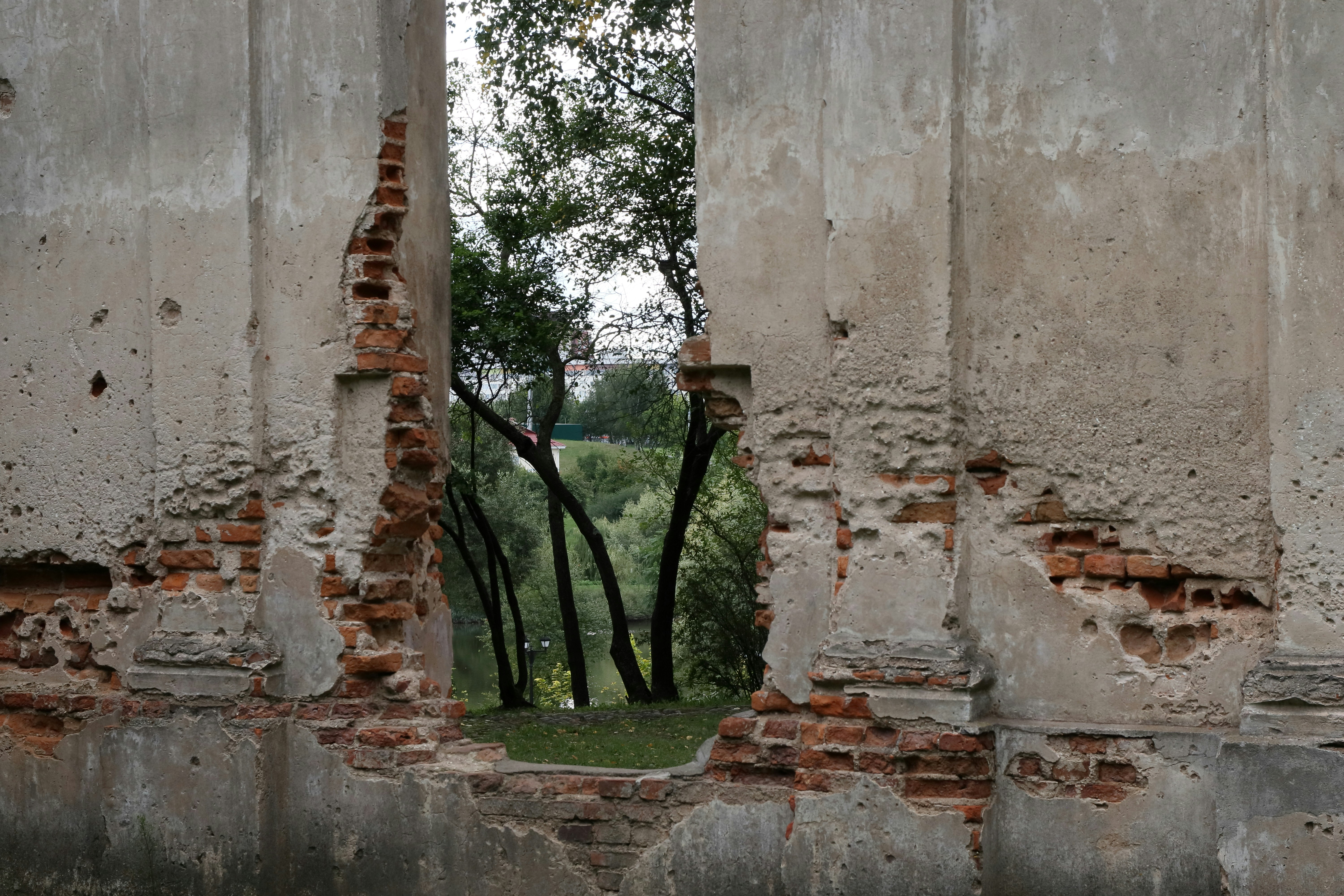 a tree is seen through a hole in a wall