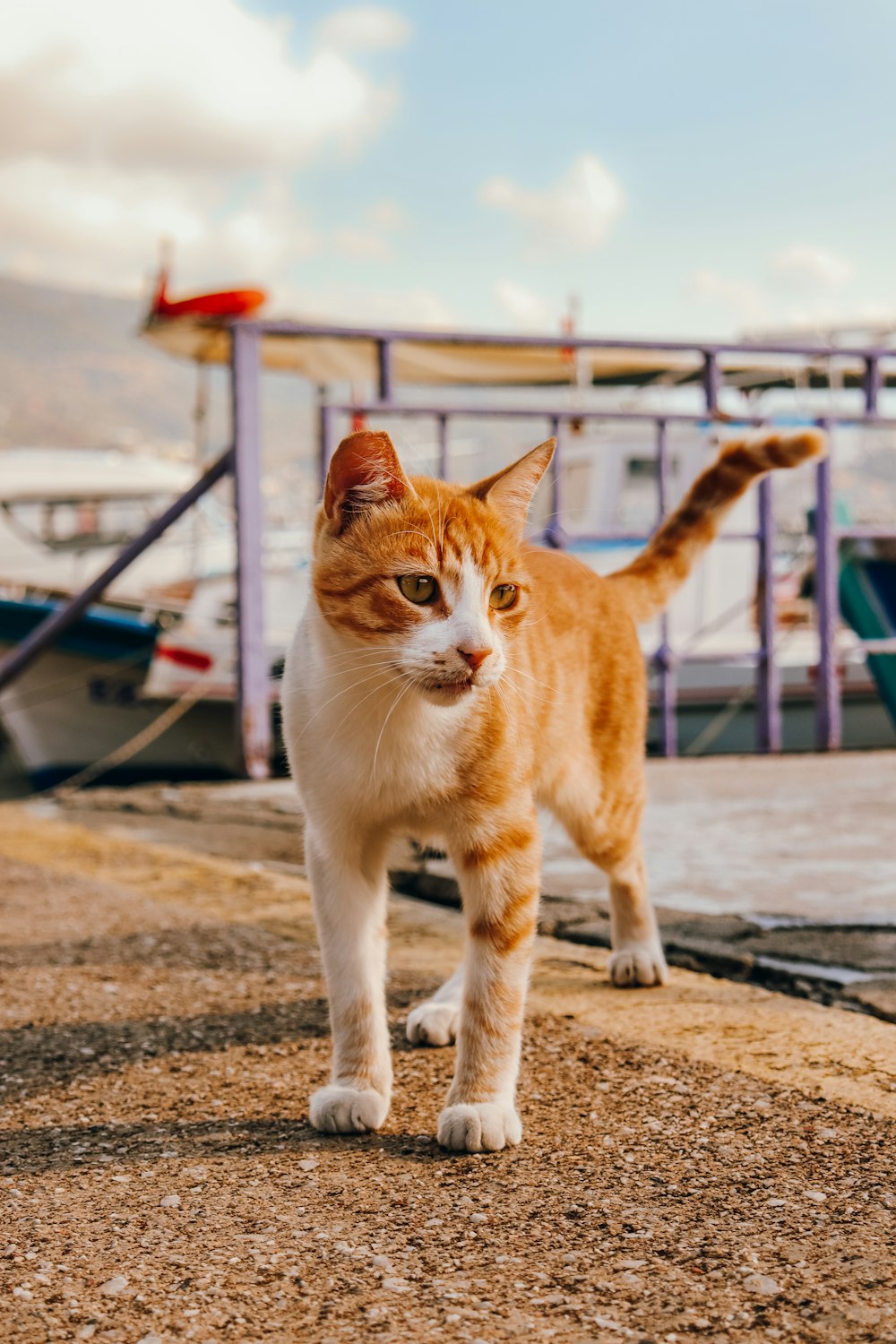 an orange and white cat walking along a dock