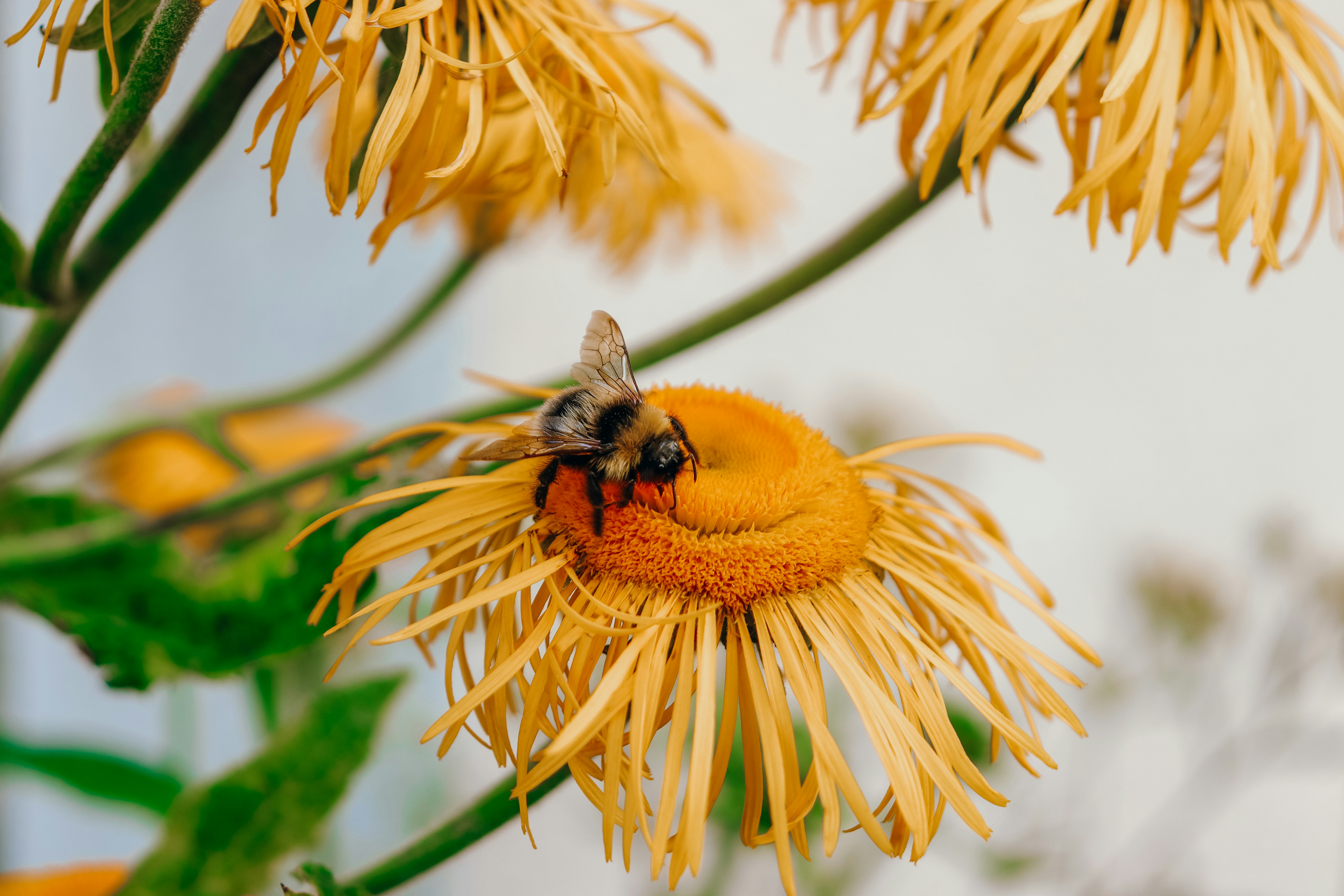 Image of a bee resting on a yellow flower.
