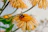 A close-up of a honeybee perched on a vibrant yellow flower in Ventura.