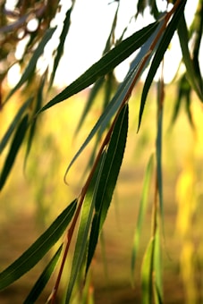 Long narrow leaves of a willow tree are shown in close-up, with sunlight filtering through, creating a warm and serene atmosphere. The background is softly blurred, featuring a mix of greens and yellows, suggesting a natural outdoor setting.