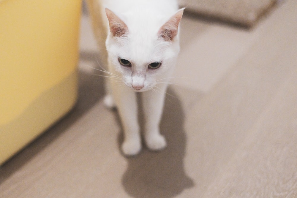a white cat standing on a wooden floor