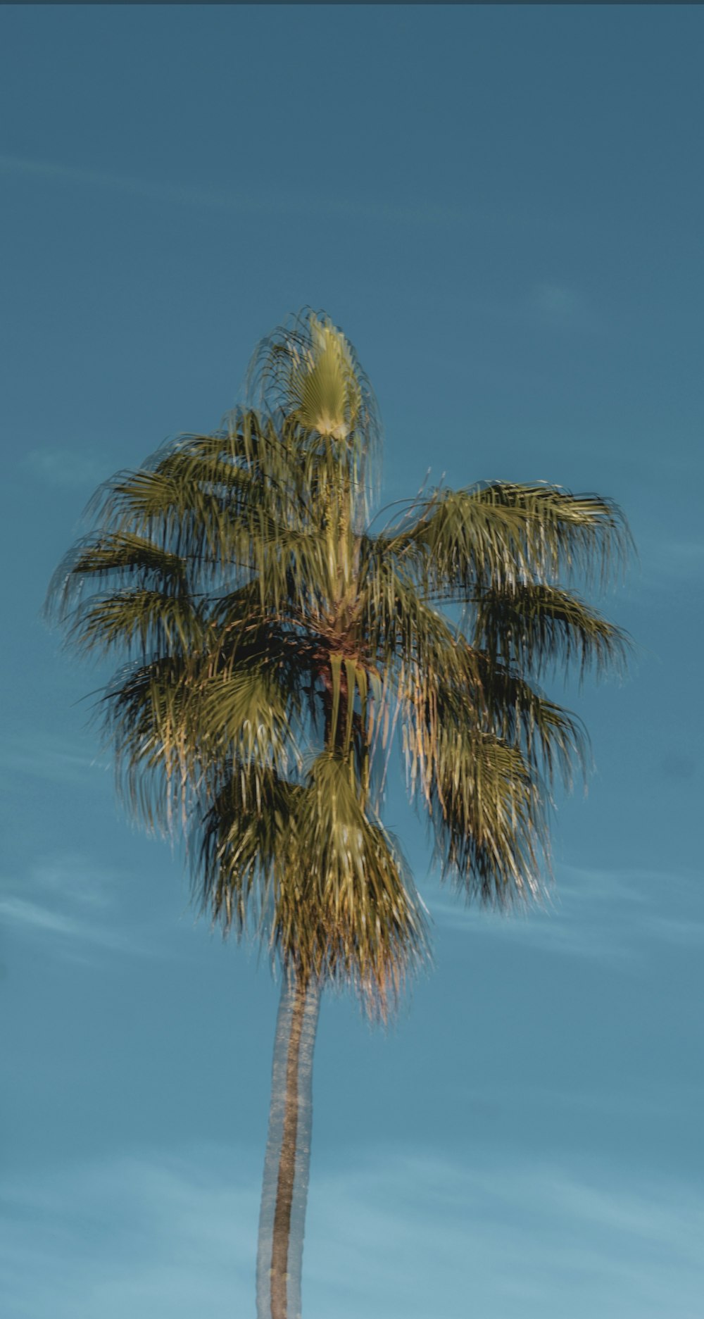 a palm tree with a blue sky in the background