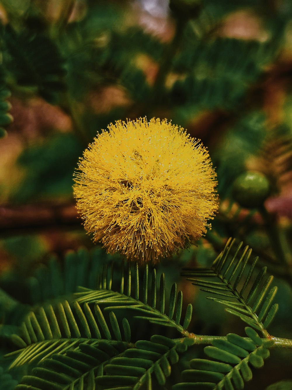 a close up of a yellow flower on a tree