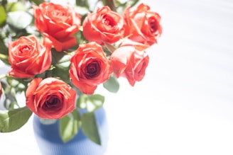 A vibrant bouquet of red roses wrapped in delicate white paper, glowing under soft natural light.