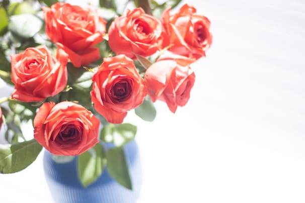 A vibrant bouquet of red roses wrapped in delicate white paper, glowing under soft natural light.