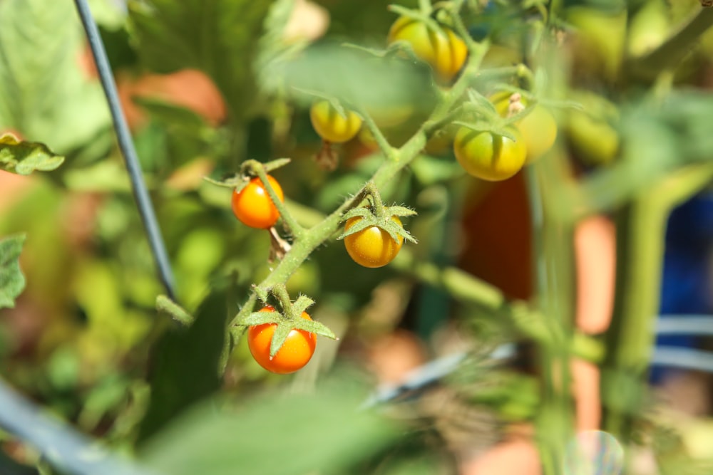 a close up of some tomatoes growing on a plant