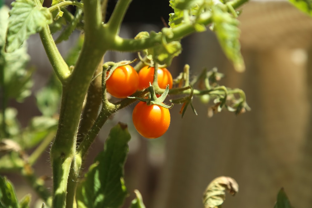 a bunch of tomatoes growing on a plant