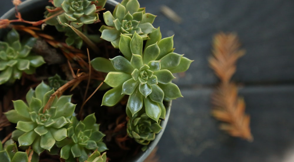 a potted plant with green leaves on a table