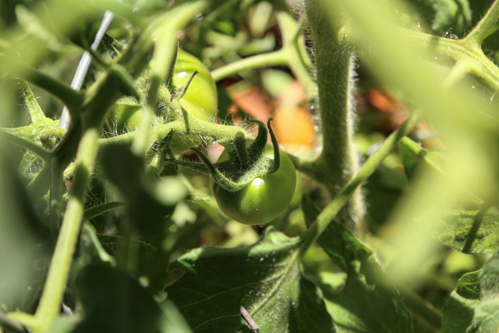 a close up of a green pepper plant