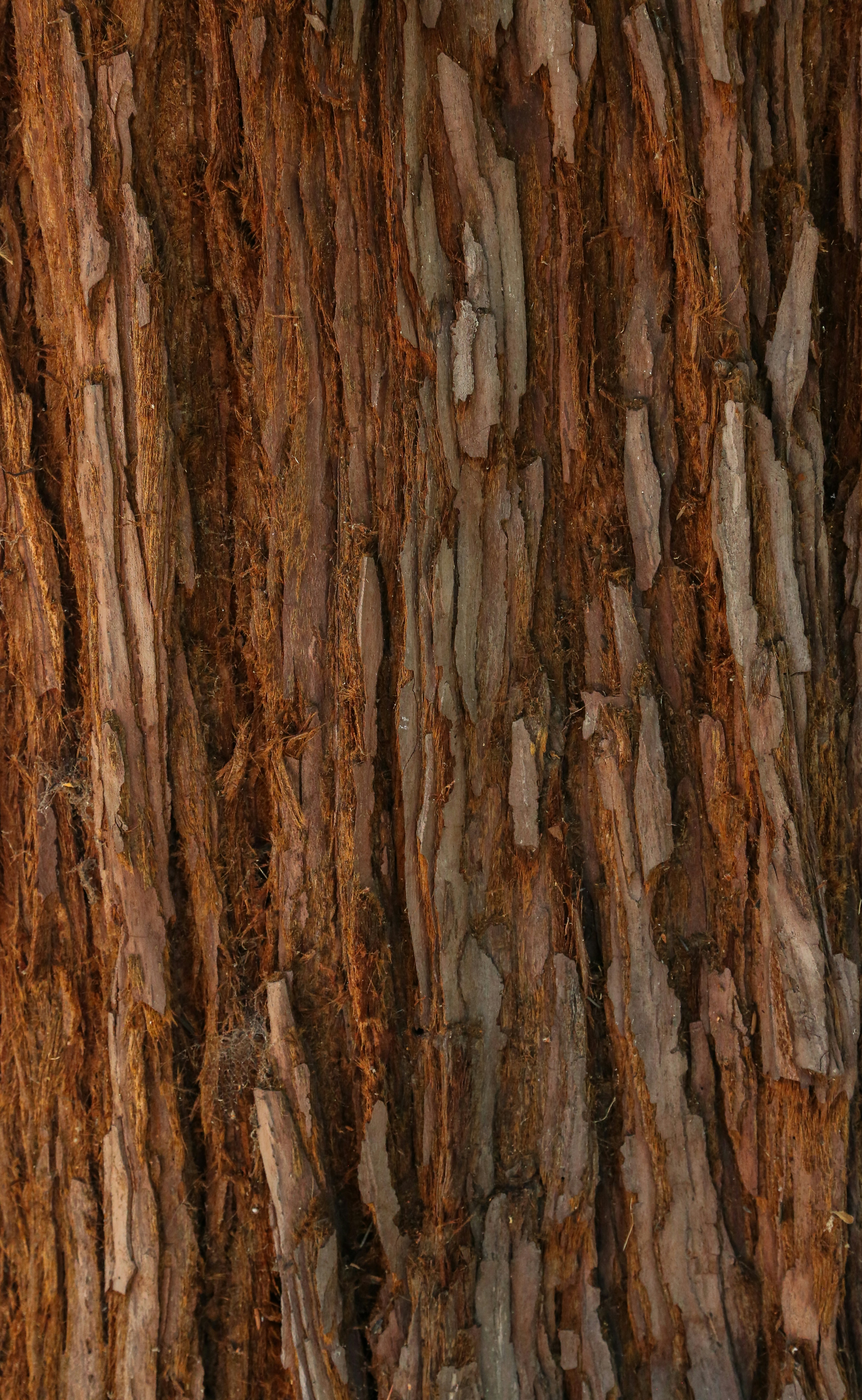 Photo by giorgiotrovato