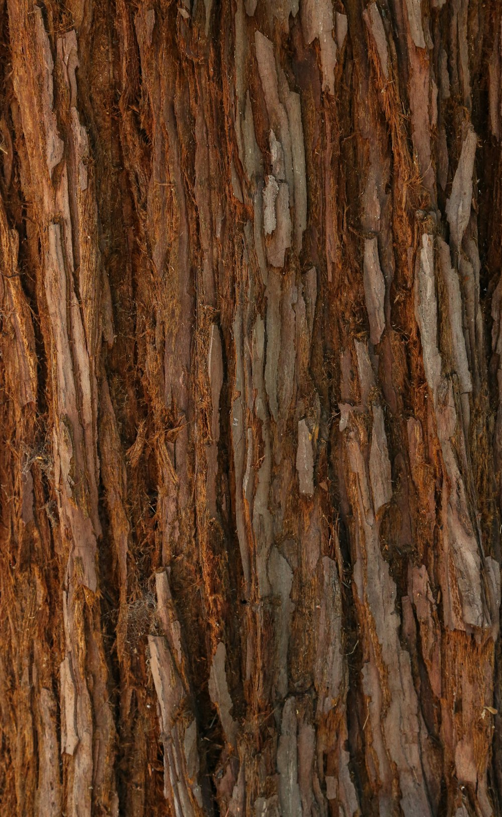 un primo piano della corteccia di un albero