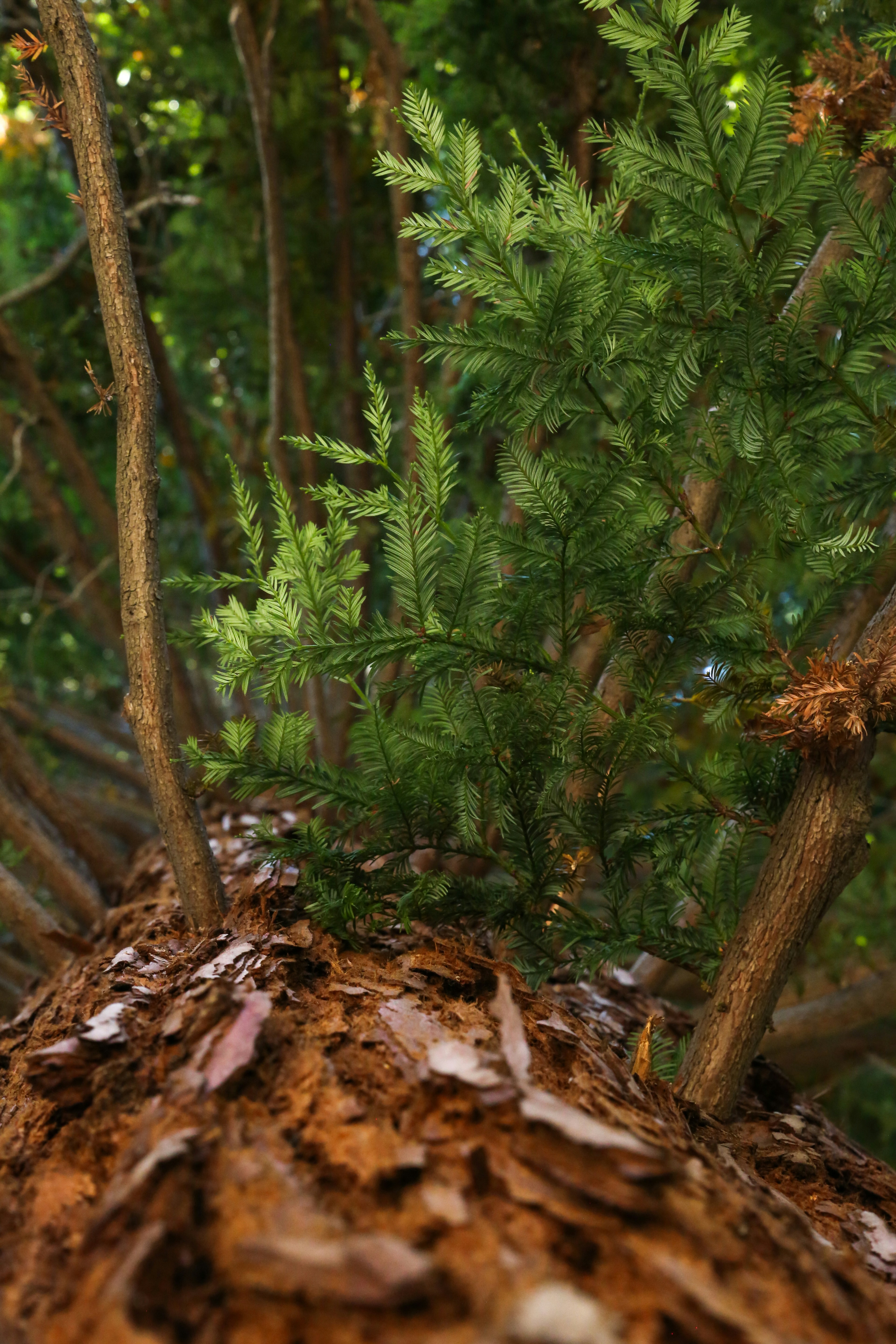 Photo by giorgiotrovato