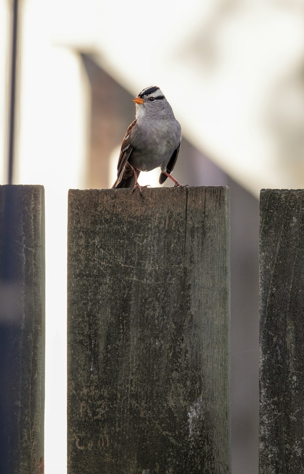 a small bird sitting on top of a wooden fence