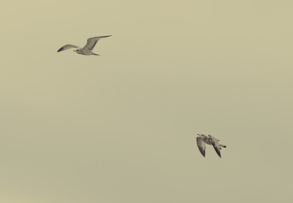 a couple of birds flying through a cloudy sky