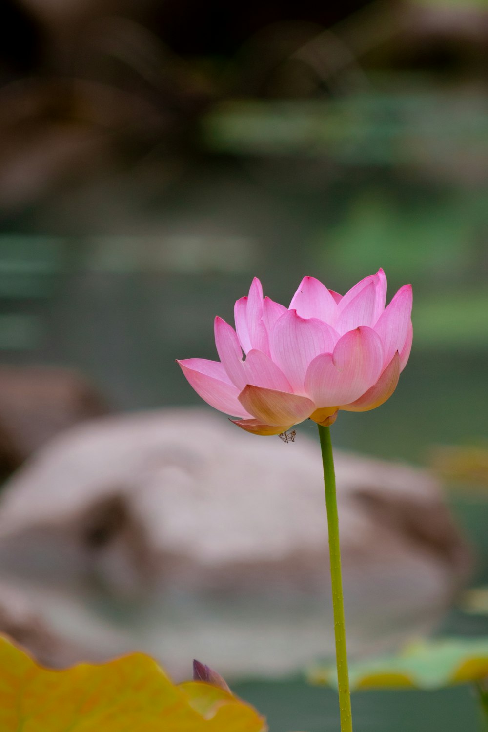 a pink flower is in the middle of a pond