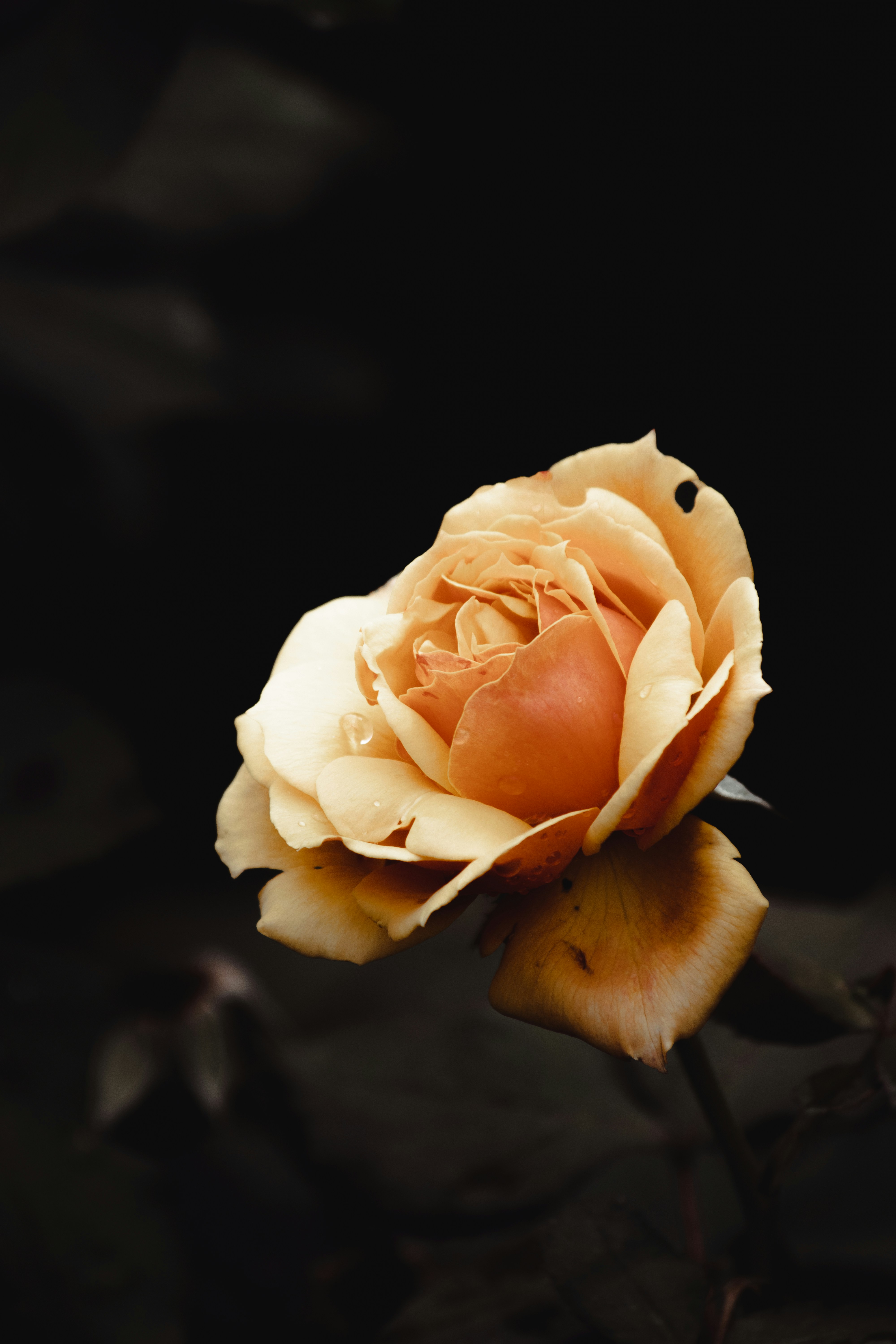 A single yellow rose on a black background photo – Free Flower Image on  Unsplash, image size:3000x4500