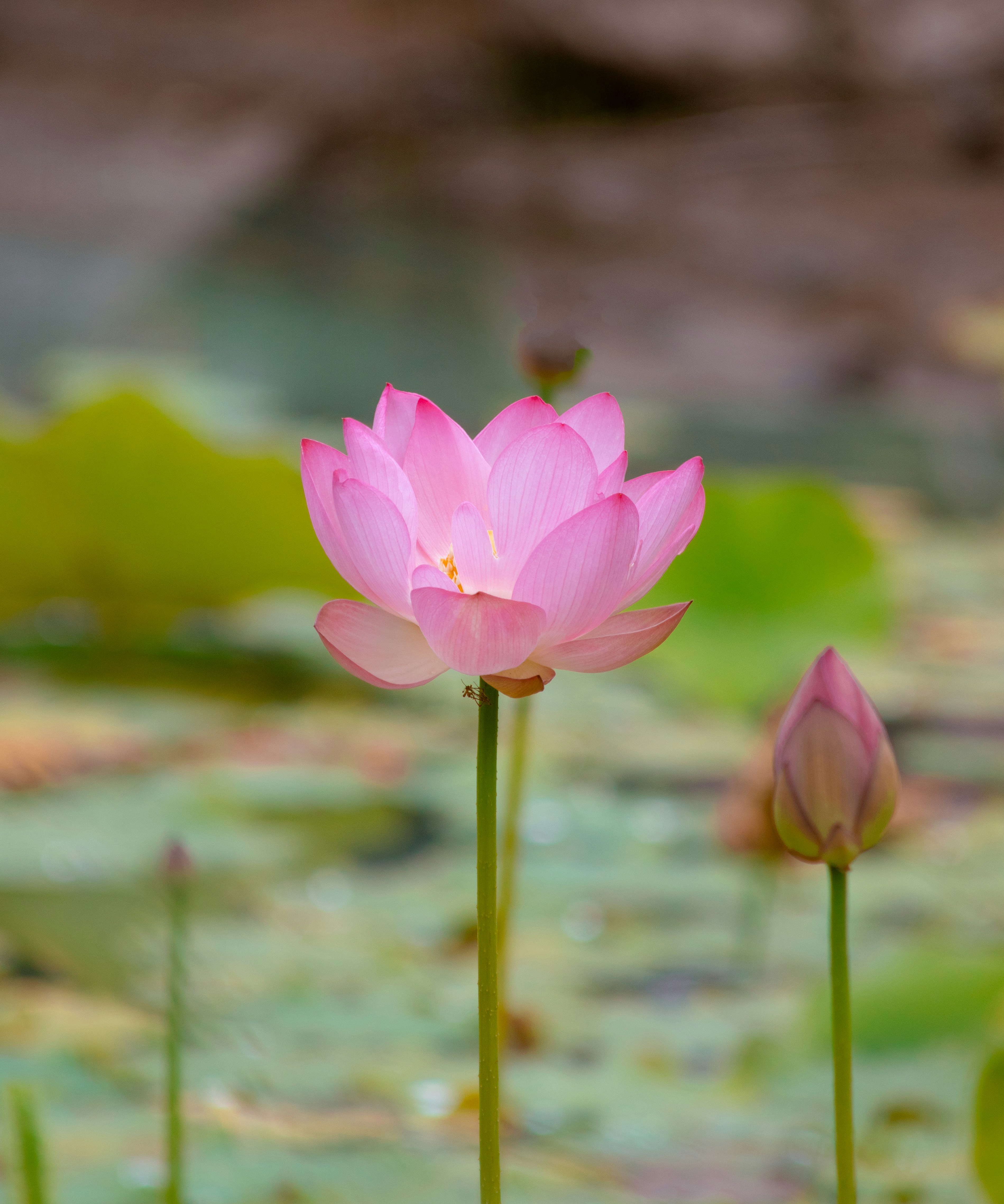 Photo by sinabahar76