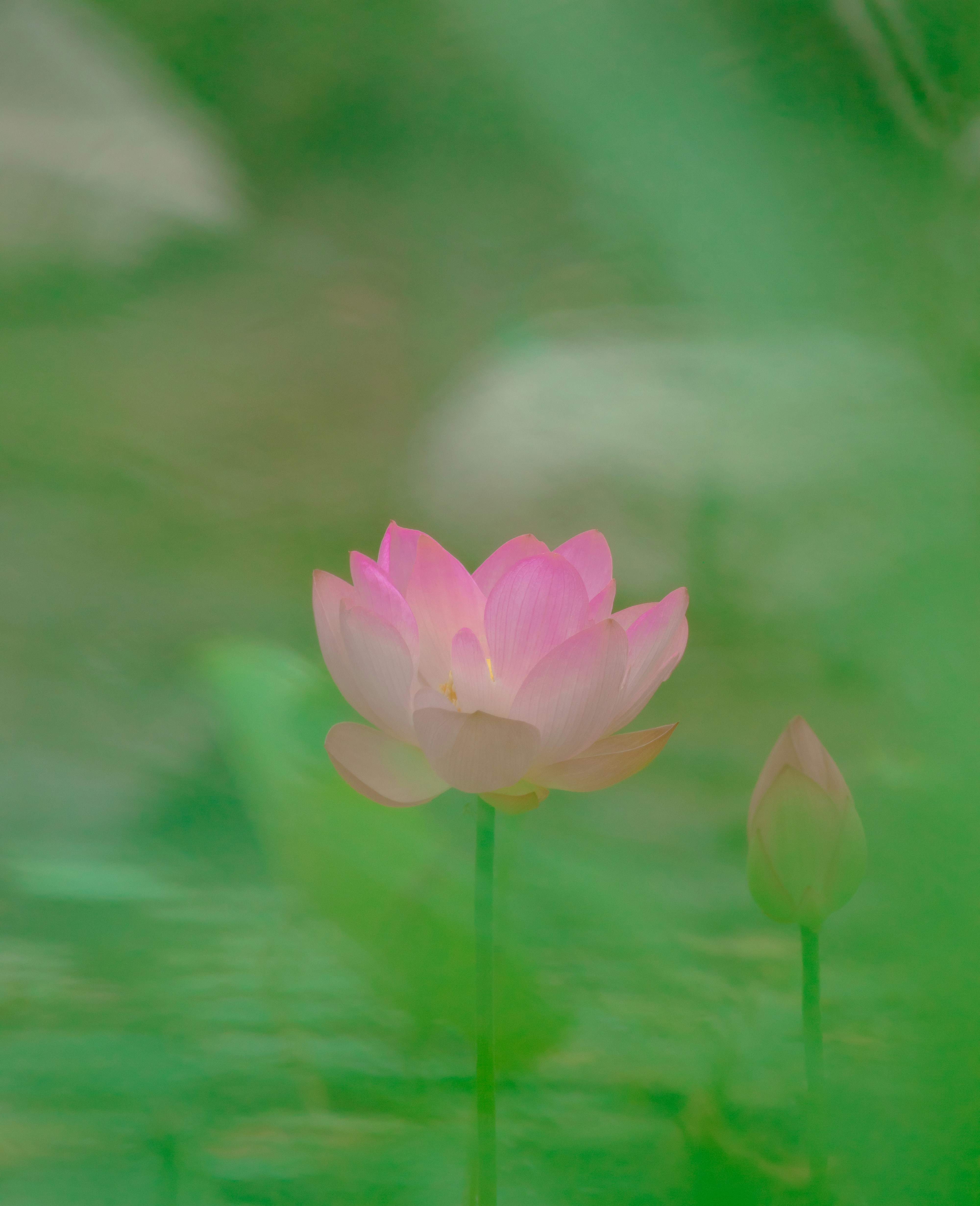 Photo by sinabahar76