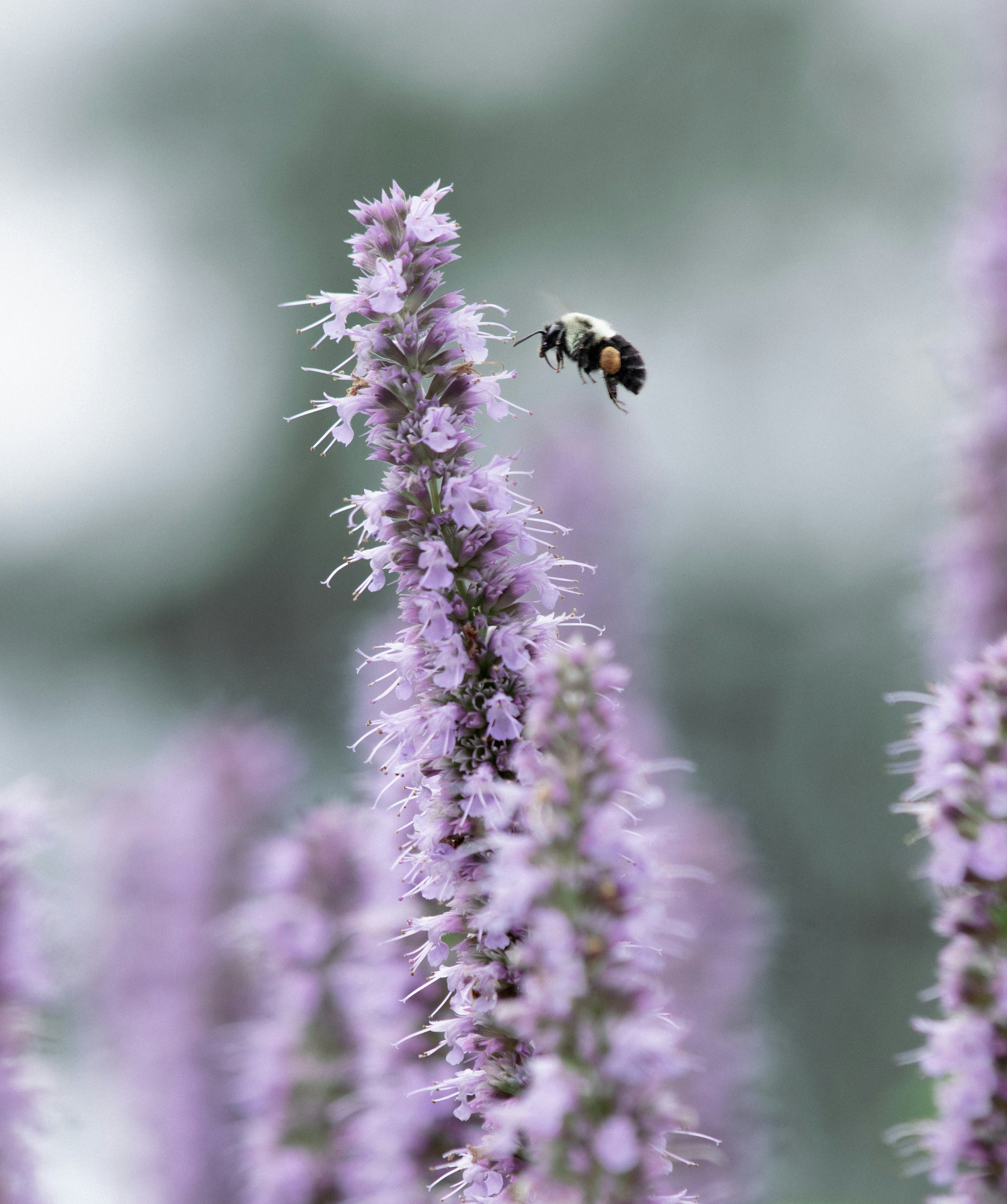 Photo by sinabahar76