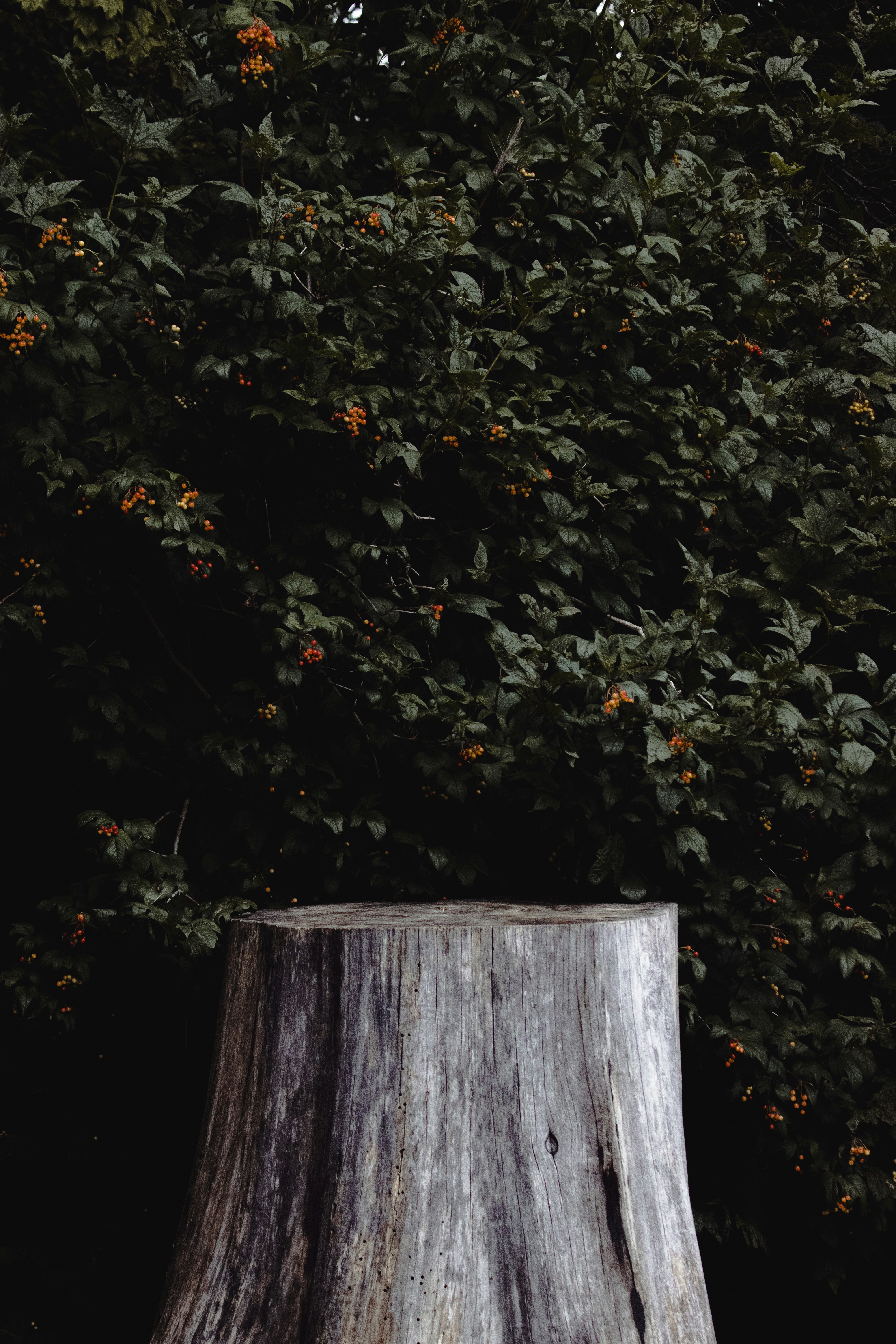 Photo by sinabahar76