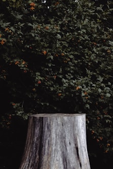 A large tree stump stands prominently in the foreground, with its textured surface showing weathering and age. Behind it is a dense backdrop of leafy green shrubs adorned with clusters of small, round orange berries.