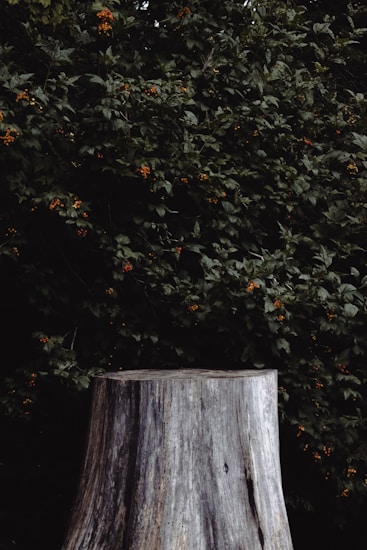 A large tree stump stands prominently in the foreground, with its textured surface showing weathering and age. Behind it is a dense backdrop of leafy green shrubs adorned with clusters of small, round orange berries.
