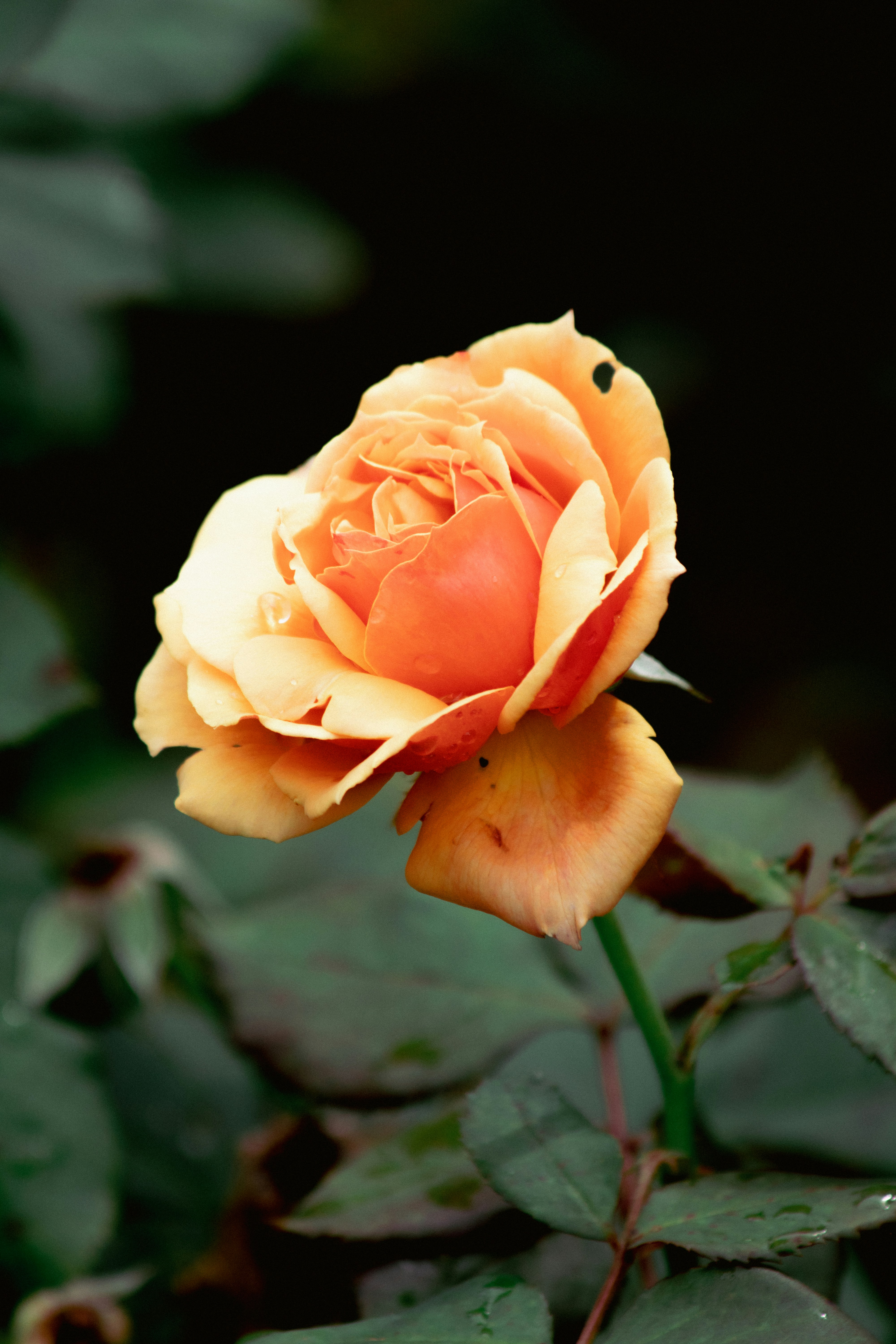 Photo by sinabahar76