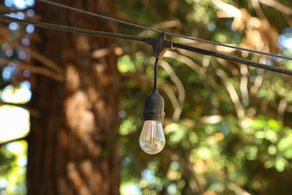 a light bulb hanging from a wire in front of a tree