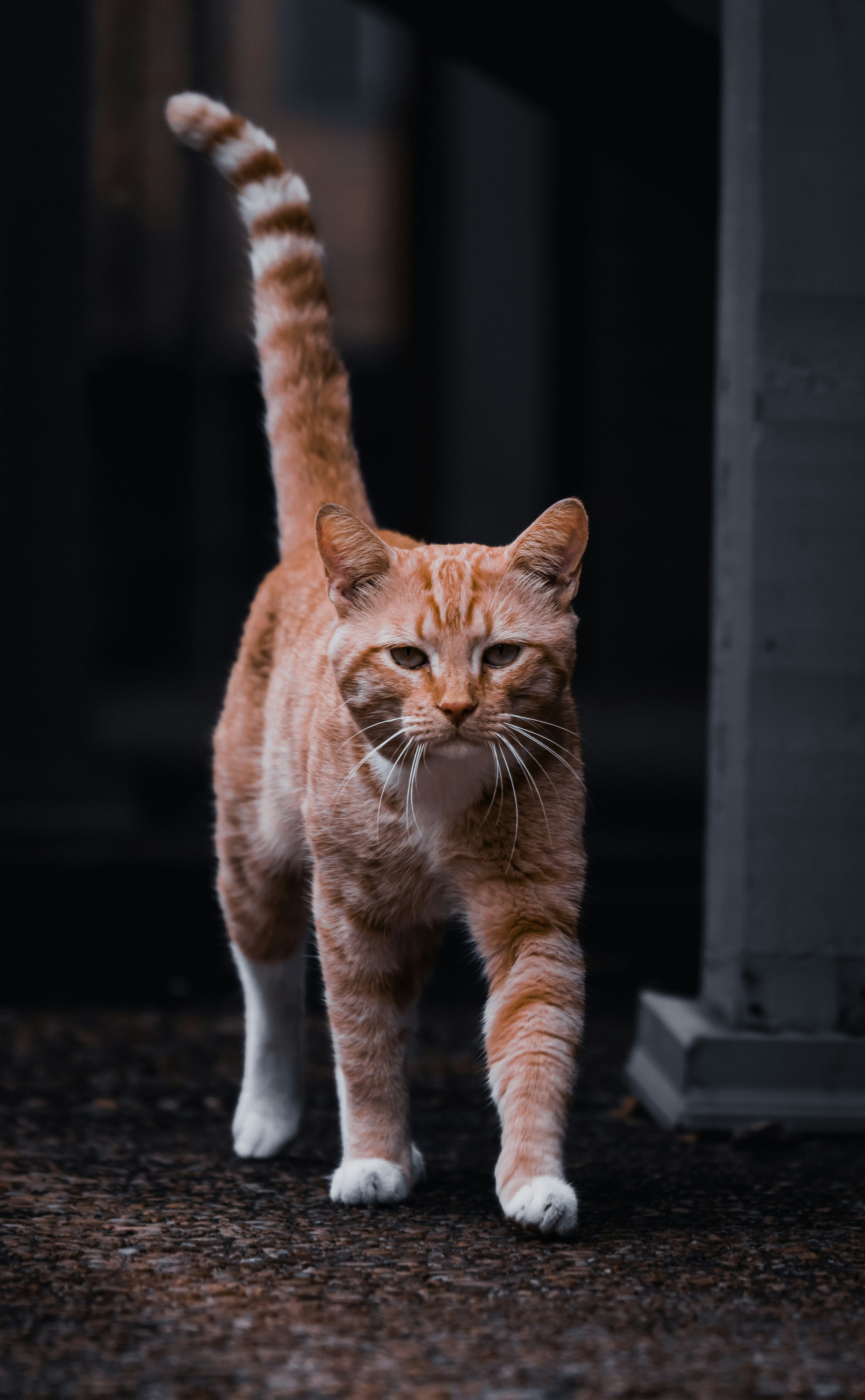 Photo by tomatopictures1