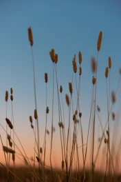 a bunch of tall grass with a sky in the background