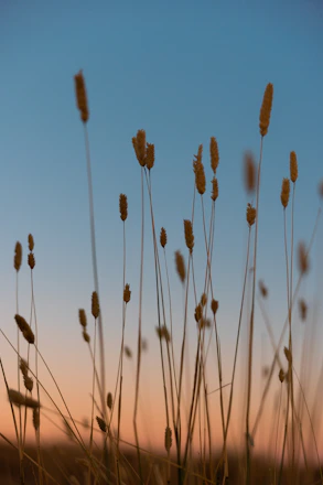 a bunch of tall grass with a sky in the background