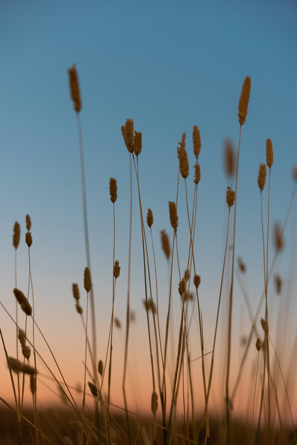 a bunch of tall grass with a sky in the background