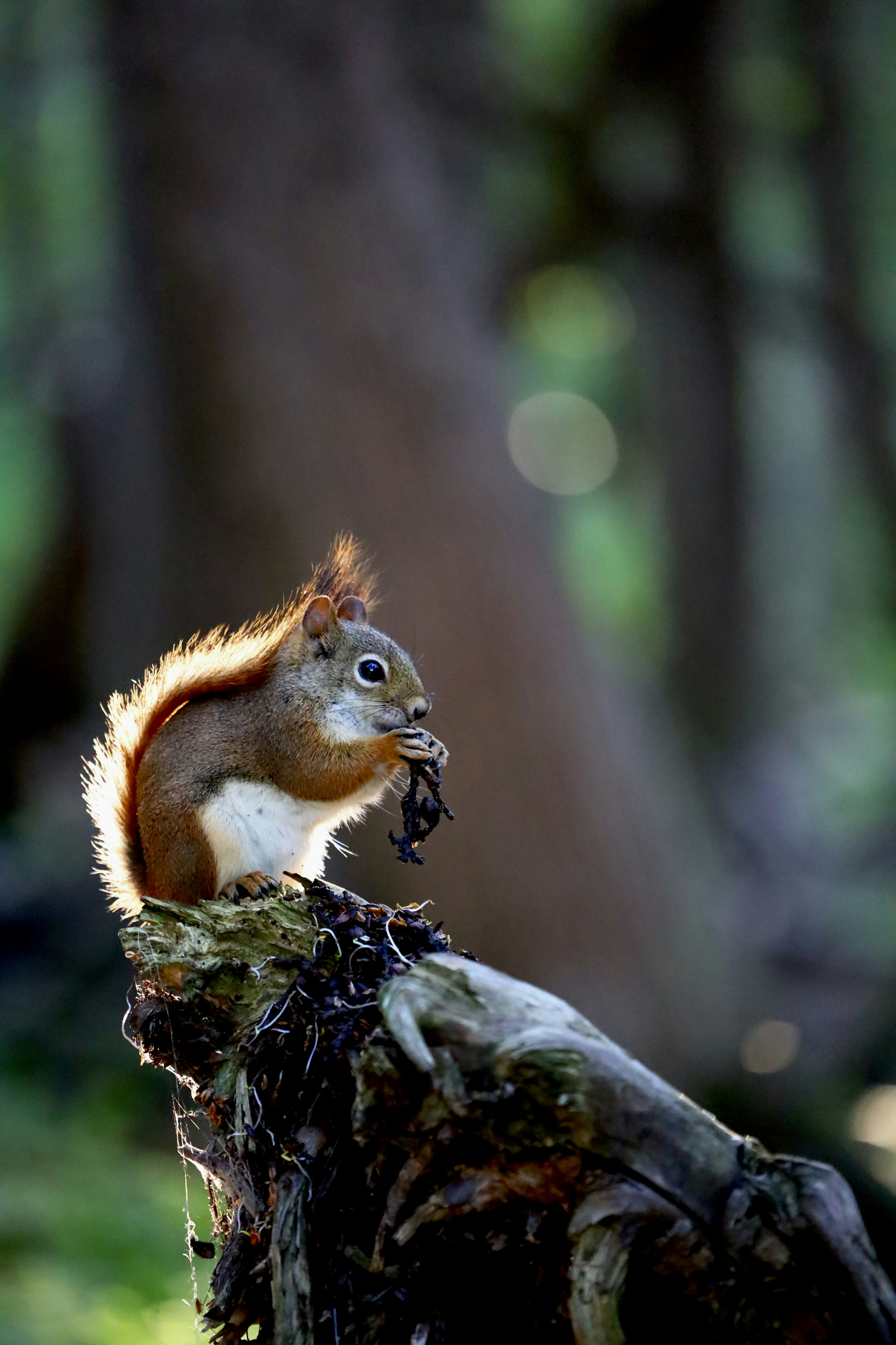 a squirrel sitting on top of a tree branch