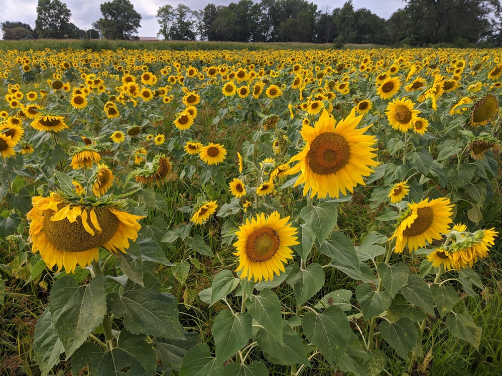 um grande campo de girassóis com árvores no fundo