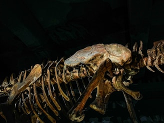 A detailed view of a large dinosaur skeleton, focusing primarily on the head and ribcage region. The bones appear aged and are showcased in a darker environment, likely a museum or exhibition setting.